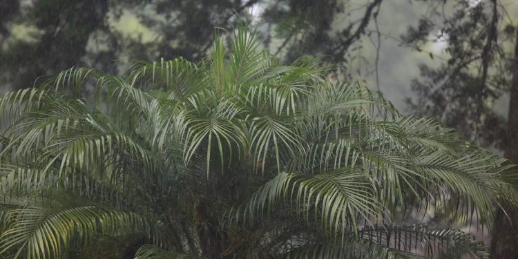 El MAGA reafirma su compromiso con la prevención y gestión de riesgos agropecuarios, manteniendo un monitoreo constante. / Foto: MAGA
