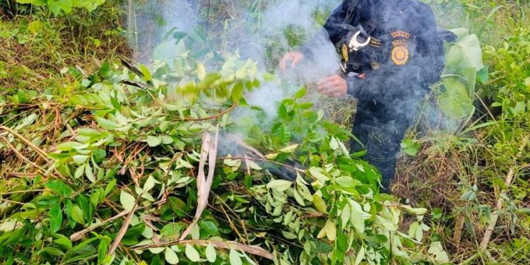 Erradican plantación de coca en Petén. / Foto: PNC.