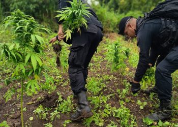 Destruyen plantación de marihuana. / Foto: PNC.