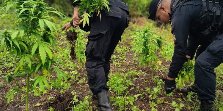 Destruyen plantación de marihuana. / Foto: PNC.