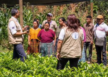 Con ocho décadas de trabajo, la FAO reafirma su responsabilidad de transformar vidas y garantizar que todos los guatemaltecos tengan acceso a una alimentación sana y digna. / Foto: FAO