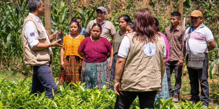 Con ocho décadas de trabajo, la FAO reafirma su responsabilidad de transformar vidas y garantizar que todos los guatemaltecos tengan acceso a una alimentación sana y digna. / Foto: FAO