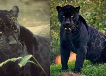 El Conap advierte sobre jaguar melánico desaparecido en San Juan Sacatepéquez. (Créditos: Enciclopedia Animal / Sodepando).