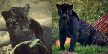 El Conap advierte sobre jaguar melánico desaparecido en San Juan Sacatepéquez. (Créditos: Enciclopedia Animal / Sodepando).