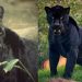 El Conap advierte sobre jaguar melánico desaparecido en San Juan Sacatepéquez. (Créditos: Enciclopedia Animal / Sodepando).