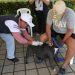 “Eliminemos juntos la rabia”: mascotas son vacunadas en inicio de campaña de vacunación. Foto: MSPAS