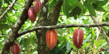 El MAGA reafirma su compromiso con la investigación, la transparencia y el fortalecimiento del sector agropecuario guatemalteco. / Foto: MAGA