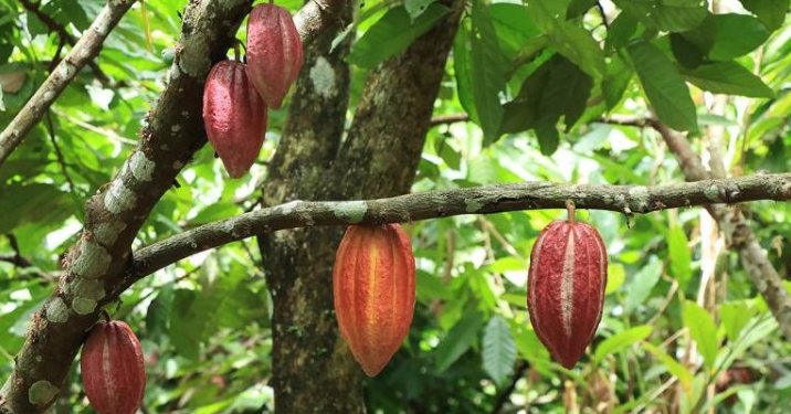 El MAGA reafirma su compromiso con la investigación, la transparencia y el fortalecimiento del sector agropecuario guatemalteco. / Foto: MAGA