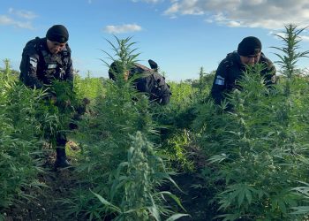 PNC erradica más de 156 mil matas de marihuana en operativo realizado en Petén