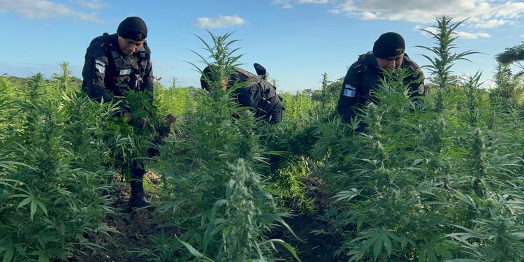 PNC erradica más de 156 mil matas de marihuana en operativo realizado en Petén