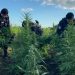 PNC erradica más de 156 mil matas de marihuana en operativo realizado en Petén