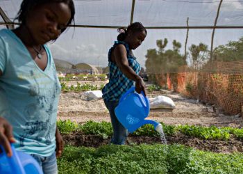 El IICA afirma que la agricultura es la única actividad que, al tiempo que produce, puede capturar carbono en el suelo.