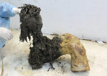 Científicos logran secuenciar ARN de mamut lanudo de hace unos 40 mil años.