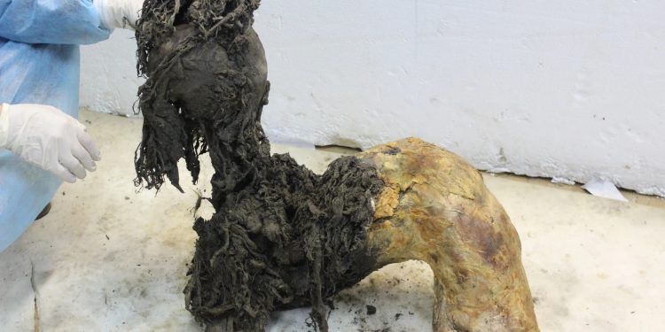 Científicos logran secuenciar ARN de mamut lanudo de hace unos 40 mil años.