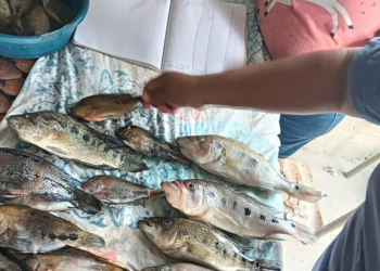 Este trabajo contó con el valioso apoyo de los pescadores locales, quienes participaron activamente en la toma de muestras y registro de información. / Foto: MAGA.
