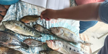 Este trabajo contó con el valioso apoyo de los pescadores locales, quienes participaron activamente en la toma de muestras y registro de información. / Foto: MAGA.