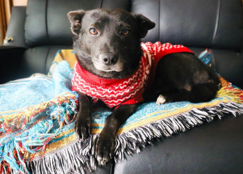 Procurar que las mascotas pasen la mayor parte del tiempo dentro del hogar. / Foto: MAGA.