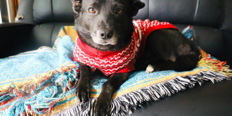 Procurar que las mascotas pasen la mayor parte del tiempo dentro del hogar. / Foto: MAGA.