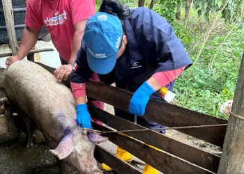 Con estas acciones, el MAGA reafirma su compromiso con la protección de la ganadería nacional. / Foto: MAGA