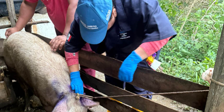 Con estas acciones, el MAGA reafirma su compromiso con la protección de la ganadería nacional. / Foto: MAGA