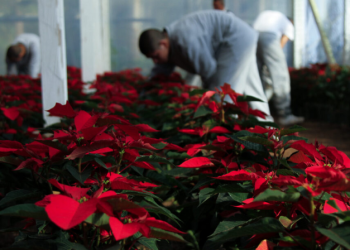 Jóvenes en proceso de reinserción cultivan pascuas