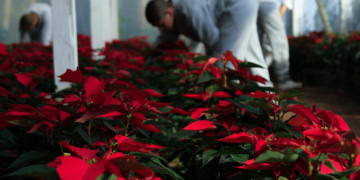Jóvenes en proceso de reinserción cultivan pascuas