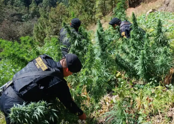 Petén es considerado uno de los puntos más afectados por actividades vinculadas al narcotráfico debido a su ubicación geográfica. / Foto: SGAIA-PNC.