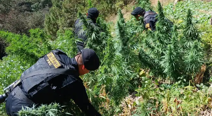 Petén es considerado uno de los puntos más afectados por actividades vinculadas al narcotráfico debido a su ubicación geográfica. / Foto: SGAIA-PNC.