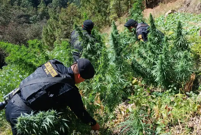 Petén es considerado uno de los puntos más afectados por actividades vinculadas al narcotráfico debido a su ubicación geográfica. / Foto: SGAIA-PNC.