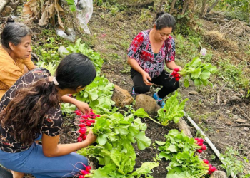 Gracias a la formación recibida, los grupos Cader han comenzado a habilitar nuevos espacios de siembra y a sumar a más familias interesadas en mejorar sus producciones. / Foto: MAGA