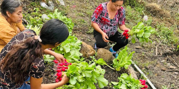 Gracias a la formación recibida, los grupos Cader han comenzado a habilitar nuevos espacios de siembra y a sumar a más familias interesadas en mejorar sus producciones. / Foto: MAGA