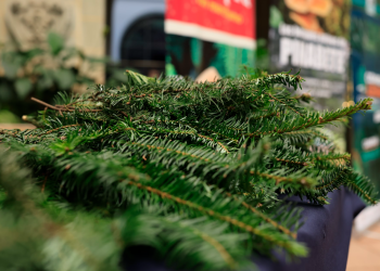 La feria del pinabete de la zona 13 abrirá sus puertas este viernes. / Foto: Noé Pérez, archivo.