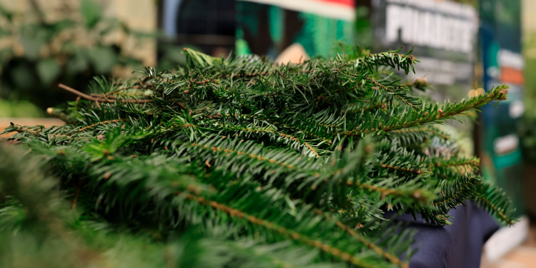 La feria del pinabete de la zona 13 abrirá sus puertas este viernes. / Foto: Noé Pérez, archivo.