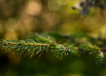 Conap impulsa la protección de la especie del pinabete, endémica de Guatemala. / Foto: Analí Camey.