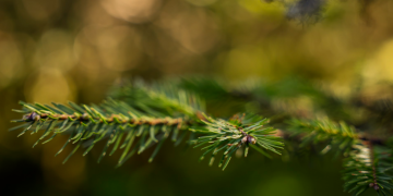 Conap impulsa la protección de la especie del pinabete, endémica de Guatemala. / Foto: Analí Camey.