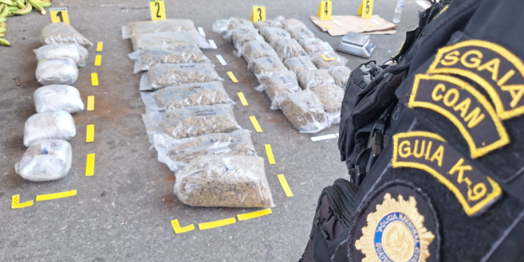 PNC incauta 32 paquetes de marihuana escondidos en una caja de plátanos. (Foto: PNC)