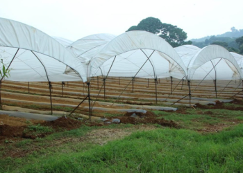 Maga emite recomendaciones por descenso de temperaturas