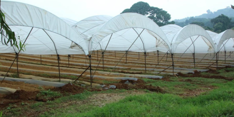 Maga emite recomendaciones por descenso de temperaturas