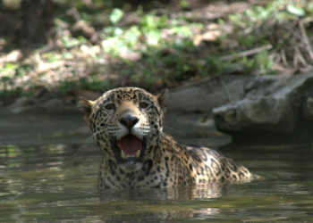 En Guatemala, el jaguar (Panthera onca) habita principalmente en la Reserva de la Biosfera Maya. (Foto: Conap)