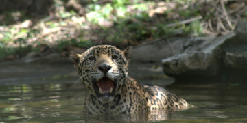 En Guatemala, el jaguar (Panthera onca) habita principalmente en la Reserva de la Biosfera Maya. (Foto: Conap)