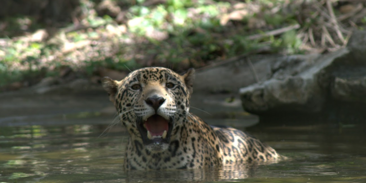 En Guatemala, el jaguar (Panthera onca) habita principalmente en la Reserva de la Biosfera Maya. (Foto: Conap)