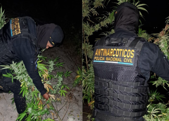 Erradican plantación de marihuana en jurisdicción de Huehuetenango. / Foto: PNC.