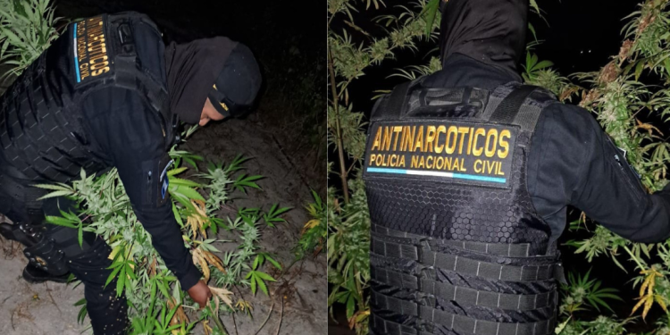 Erradican plantación de marihuana en jurisdicción de Huehuetenango. / Foto: PNC.