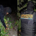 Erradican plantación de marihuana en jurisdicción de Huehuetenango. / Foto: PNC.