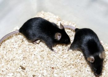 Experimento en ratones arrojó que un gen de los virus de la gripe aviar hace que los haga más resistentes a altas temperaturas.