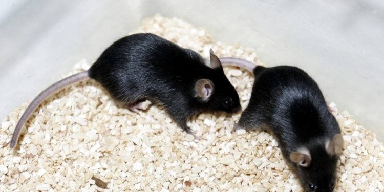 Experimento en ratones arrojó que un gen de los virus de la gripe aviar hace que los haga más resistentes a altas temperaturas.