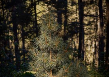 En este escenario, los comunitarios explicaron el proceso de siembra, crecimiento y conservación del pinabete. / Foto: Analí Camey