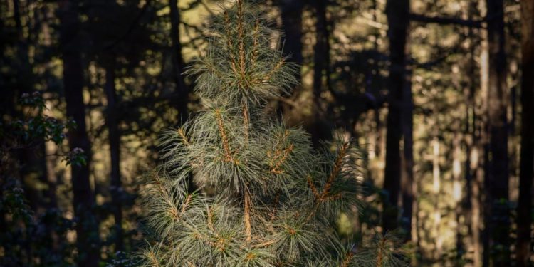 En este escenario, los comunitarios explicaron el proceso de siembra, crecimiento y conservación del pinabete. / Foto: Analí Camey