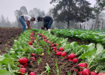 MAGA impulsa producción agrícola con enfoque pedagógico./Foto: MAGA.