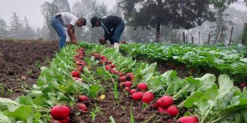 MAGA impulsa producción agrícola con enfoque pedagógico./Foto: MAGA.